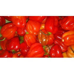 Piment Ordinaire "Teumbeul" (500g ou 250g)