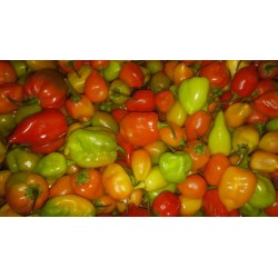 Piment SADDAM ( 500g ou 250g)